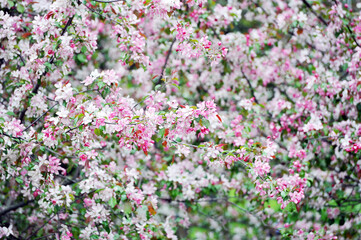cherry blossom background