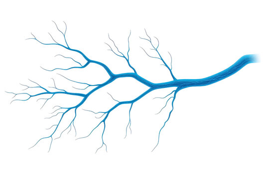 A detailed illustration of blue branching network resembling tree or vein structure, showcasing intricate patterns and connections. image highlights complexity and beauty of natural forms