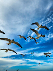 Flock of Seagulls 