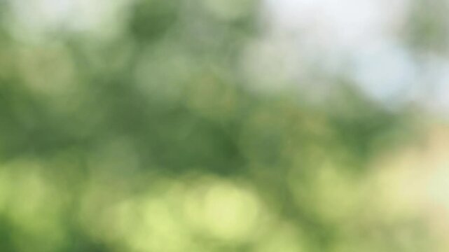 Green natural background is out of focus, beautiful green and yellow bokeh shimmers. Tree leaves sway in the wind on a sunny summer day, blurry focus