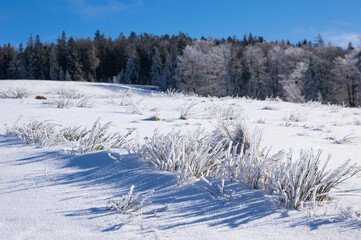 Zamarznięta trawa na szczycie góry w Beskidach, Brenna