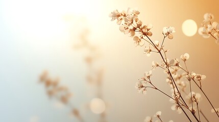 Delicate White Blossoms Basking in Golden Sunlight