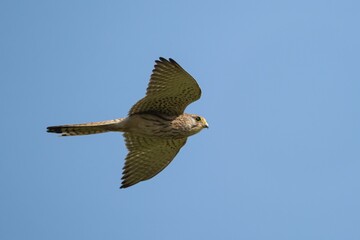 Kestrel in flight against blue sky