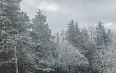 Snow-covered trees in a winter landscape create a serene atmosphere. The tranquil scene invites a sense of calm and reflection. Ideal for nature lovers.