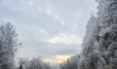 A serene winter landscape showcasing a frosty scene with trees covered in snow against a hazy sky
