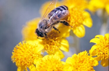 A close-up of a bee collecting pollen from a bright yellow flower with a blue-grey background