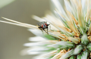 A close-up shot of a beetle perched atop a thorny stem, its dark, iridescent body contrasting against the muted green and white tones of the plant. Miniature world of insects