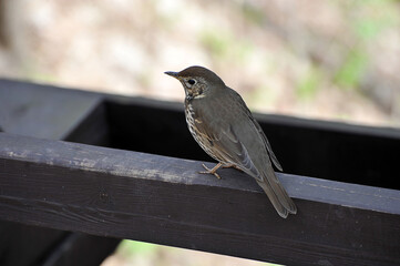 a small songbird - thrush close-up