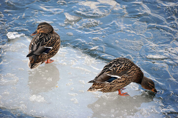 two ducks are standing on the edge of an ice floe