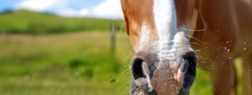 close up of horse mouth in a grassy meadow. brown horse sneezes on the background of green grass. Close up of horse mouth. Cold and flu - nose - sick horse sneeze sick.   - Powered by Adobe