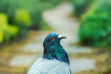 Homing pigeon. Close up of the body of speed racing pigeon bird. Beauty rock dove. funny looking at camera. Peace day concept