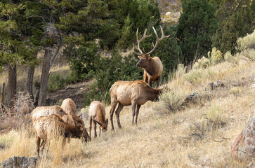 Bull and Cow Elk During the Fall Rut in Yellowstone National Park Wyoming