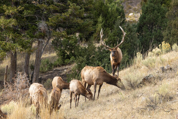 Bull and Cow Elk During the Fall Rut in Yellowstone National Park Wyoming