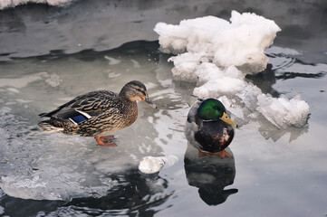 Ducks on ice - spring ice