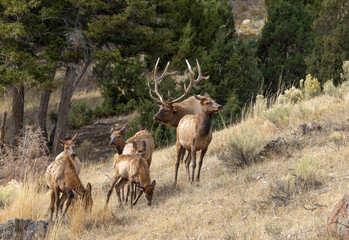 Bull and Cow Elk During the Fall Rut in Yellowstone National Park Wyoming