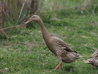Indian Runner Ducks Grazing and Bathing. Authentic, unedited documentary photograph.