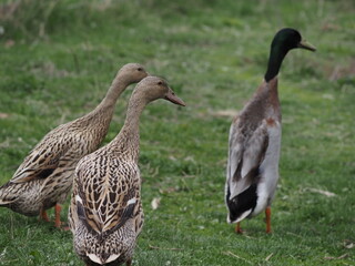 Indian Runner Ducks Grazing and Bathing. Authentic, unedited documentary photograph.