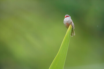 Common Waxbill