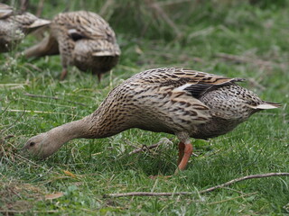 Indian Runner Ducks Grazing and Bathing. Authentic, unedited documentary photograph.