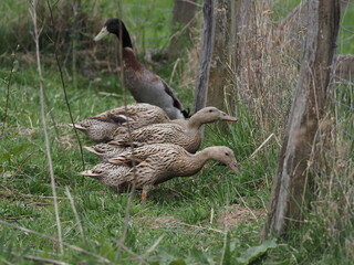 Indian Runner Ducks Grazing and Bathing. Authentic, unedited documentary photograph.