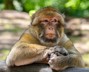 Obraz premium A Barbary macaque resting on a wooden railing in a natural setting.
