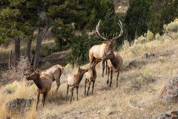 Bull and Cow Elk During the Fall Rut in Yellowstone National Park Wyoming