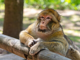 A Barbary macaque resting on a wooden railing in a natural setting.