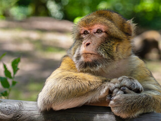 A Barbary macaque resting on a wooden railing in a natural setting.