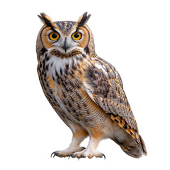 Fototapeta premium owl isolated on transparent background