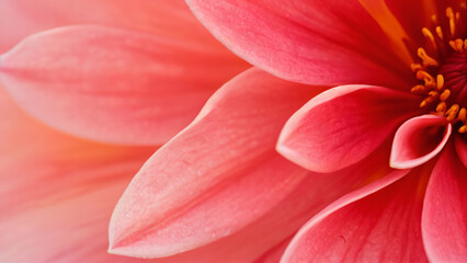 Fototapeta premium close up of red flower