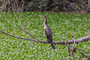 Neotropic Cormorant (Phalacrocorax brasilianus) perched on a branch over a lagoon full of vegetation.