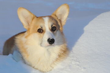 young Welsh corgi dog lies in the snow