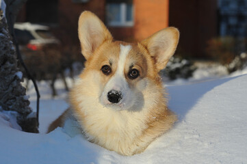young Welsh corgi dog lies in the snow