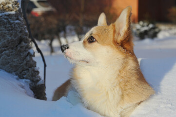 young Welsh corgi dog lies in the snow