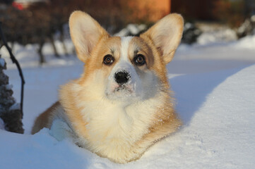young Welsh corgi dog lies in the snow