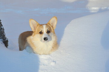 young Welsh corgi dog lies in the snow