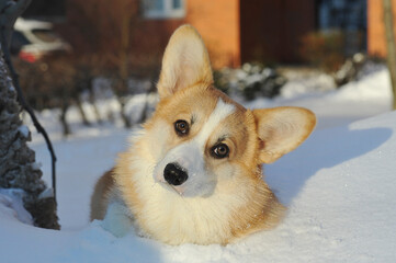 young Welsh corgi dog lies in the snow