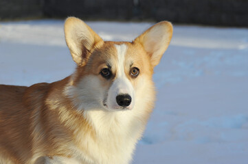 young Welsh corgi dog lies in the snow