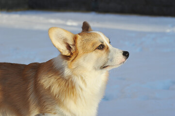 young Welsh corgi dog lies in the snow