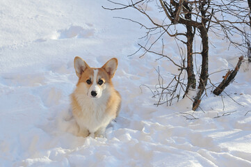young Welsh corgi dog lies in the snow