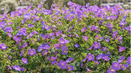 Geranium, cranesbill. Blue flowers with the palmate, narrow, pointed leaves