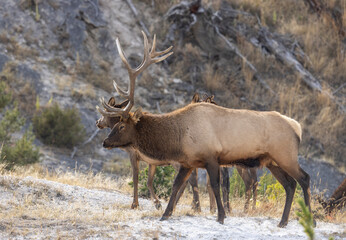 Bull and Cow Elk During the Fall Rut in Yellowstone National Park Wyoming