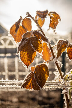 Branche avec feuilles givr&eacute;es dans jardin en hiver