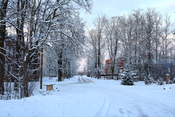 A snowy winter landscape with trees by an unplowed road invites adventure and serene exploration