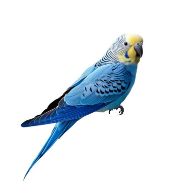 blue parakeet isolated on transparent background