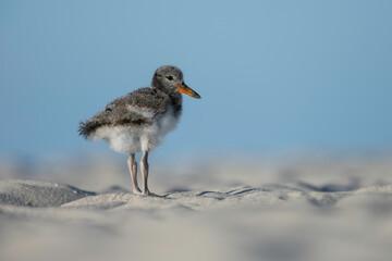 American Oystercatcher Chick