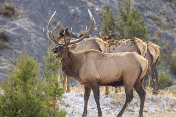 Bull and Cow Elk During the Fall Rut in Yellowstone National Park Wyoming