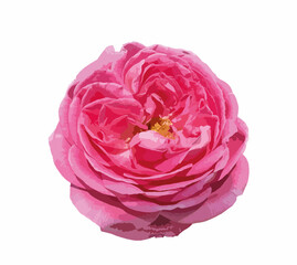 Obraz premium Abstract of damask rose flower. Rosa damascena, Damascus rose or Persian, Bulgarian, Taif, Isfahan or Castilian rose, is a hybrid of Rosa gallica and Rosa moschata roses. For design. 