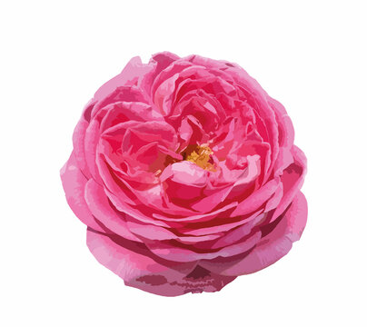 Abstract of damask rose flower. Rosa damascena, Damascus rose or Persian, Bulgarian, Taif, Isfahan or Castilian rose, is a hybrid of Rosa gallica and Rosa moschata roses. For design.
