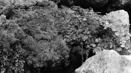 Moss Closeup Textured Black White Natural Forest Scene Artistic